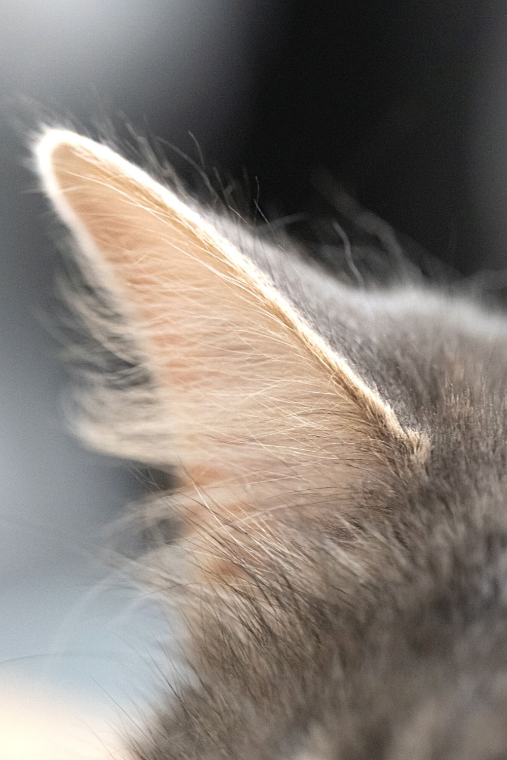 Cats like earwax because of its protein content