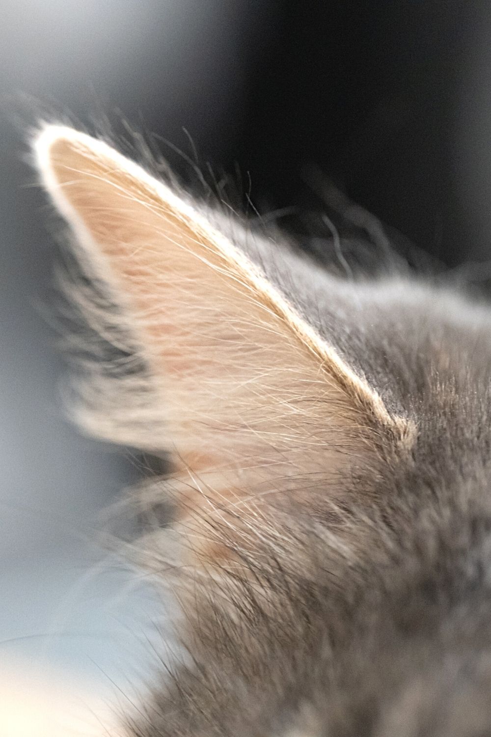 Why Do Cats Like Earwax? 5 Intriguing Reasons