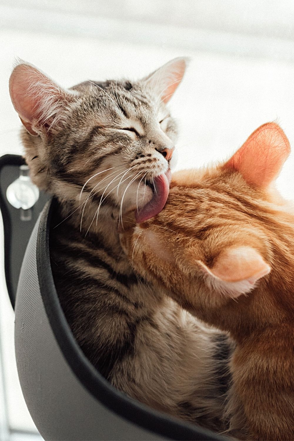 Cats love to groom each other, which includes licking each other's ears