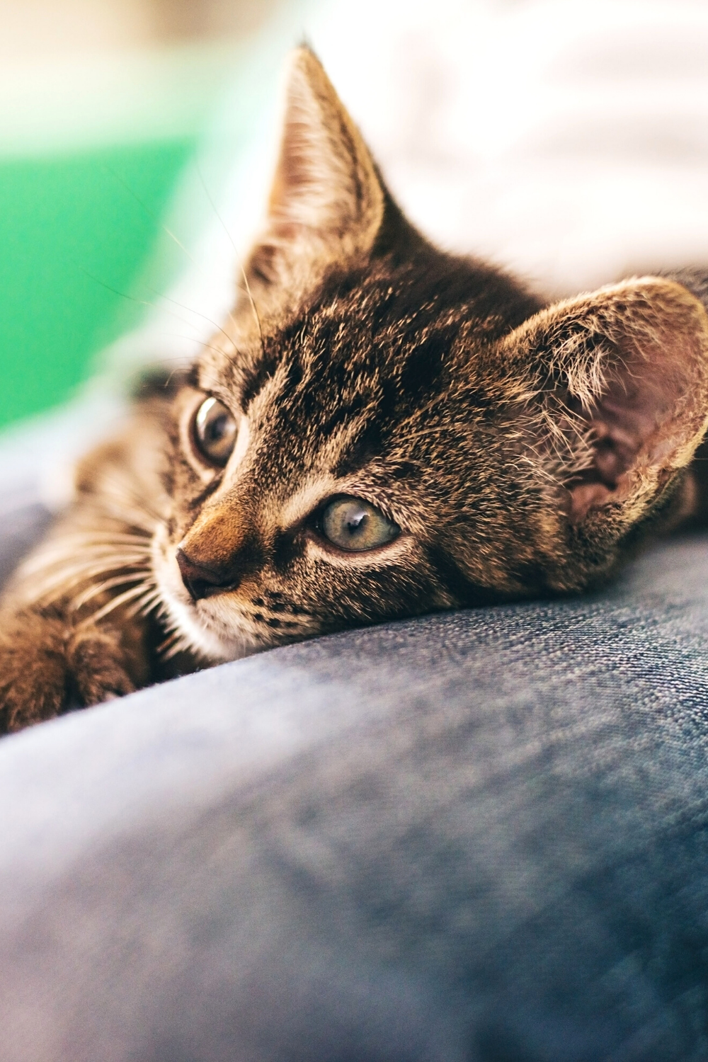 Cats may curl up on your lap when they sense that you are sad
