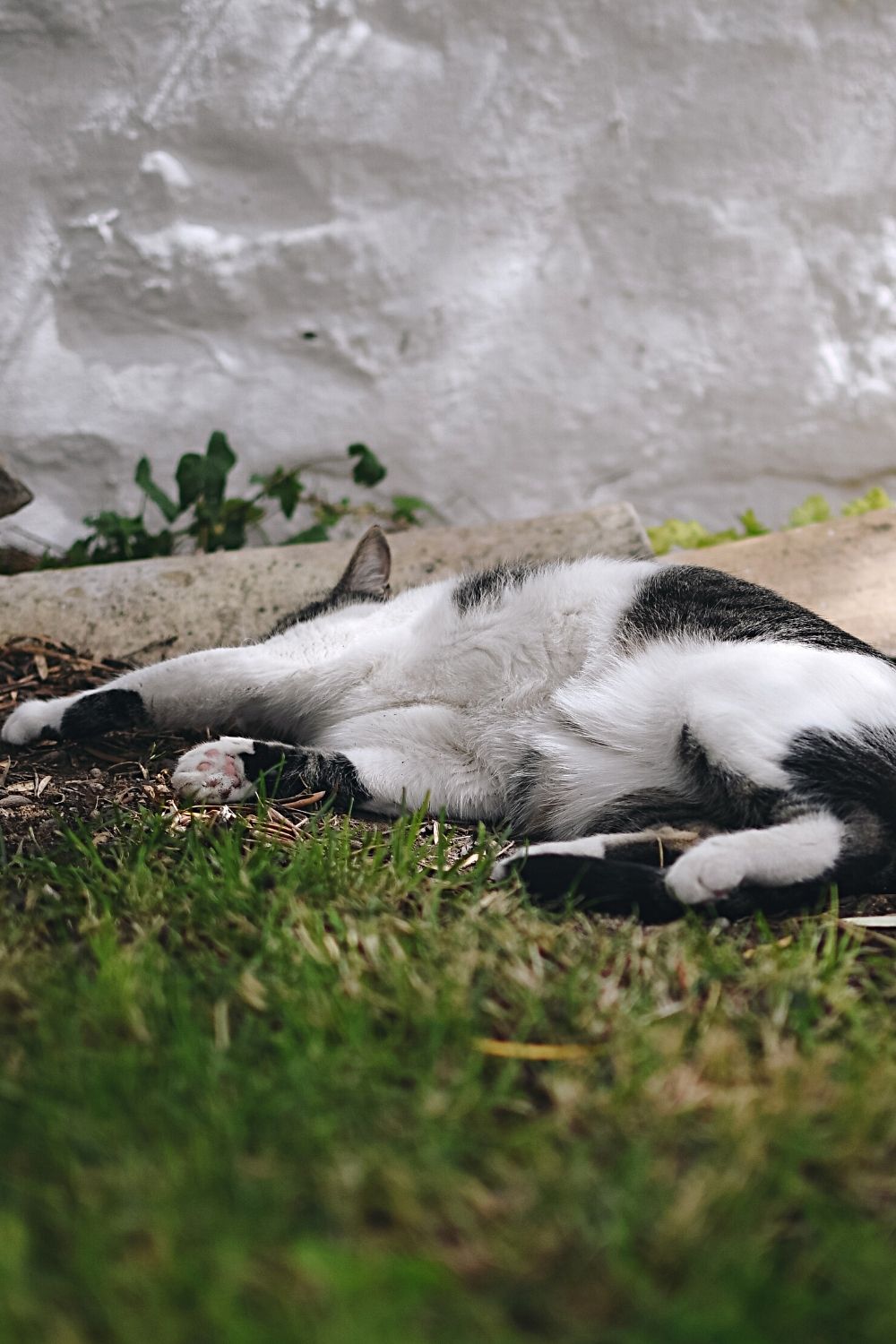 Cats roll in the dirt to cool themselves off, especially when they dig a dirt hole
