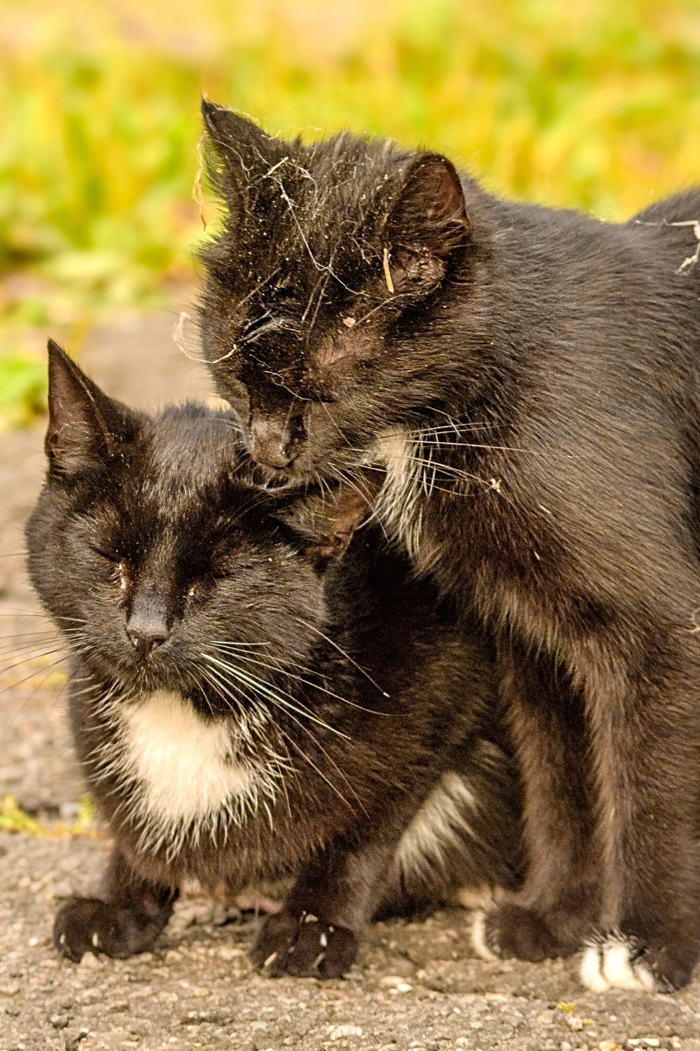Cats show their affection for each other by grooming and cleaning their ears