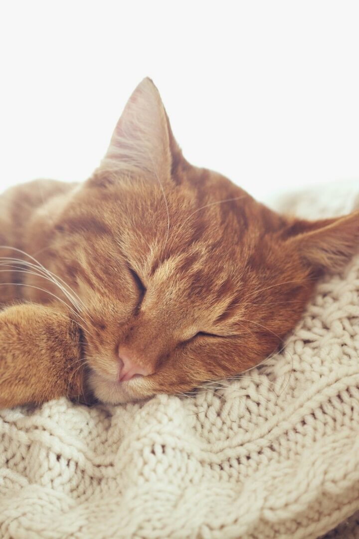 Why Do Cats Twitch in Their Sleep? 5 Interesting Reasons