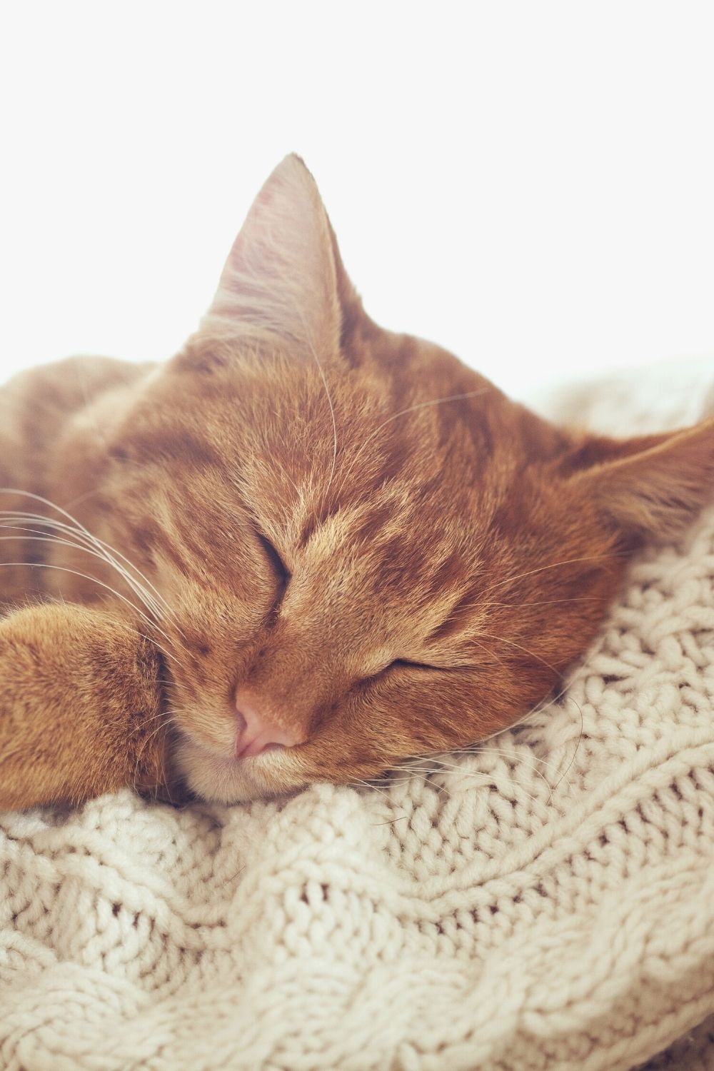 Cats twitch their ears slightly during sleep, indicating the level of sleep they are in