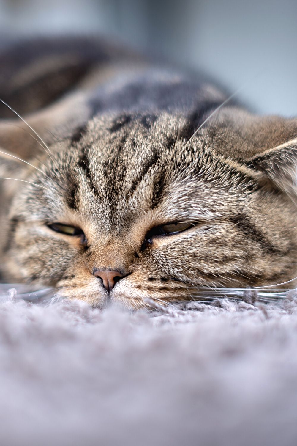 Cats who go for days without water become low in energy, preferring to lay in a corner