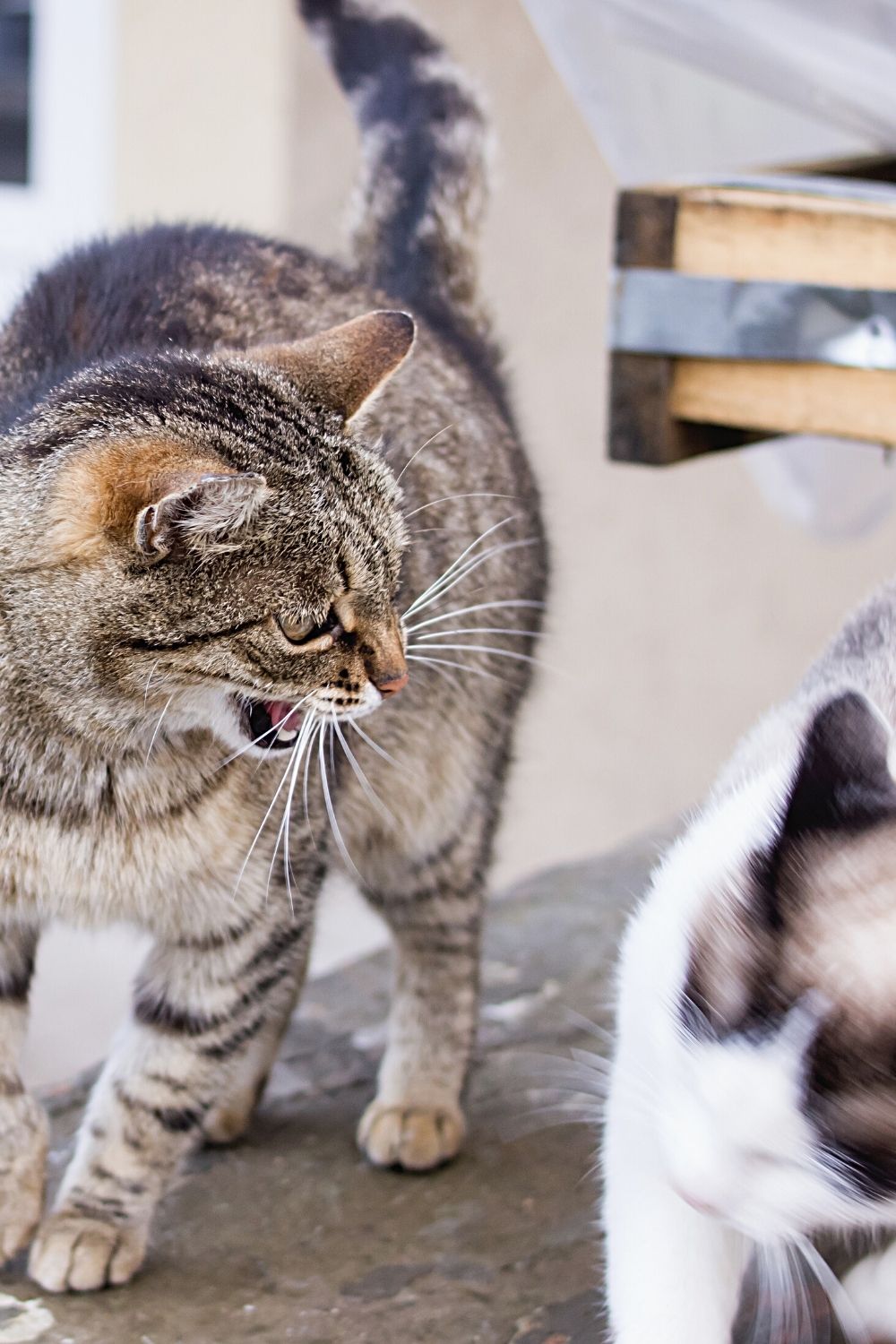 Cats will hiss if they feel threatened by a new cat introduced to them