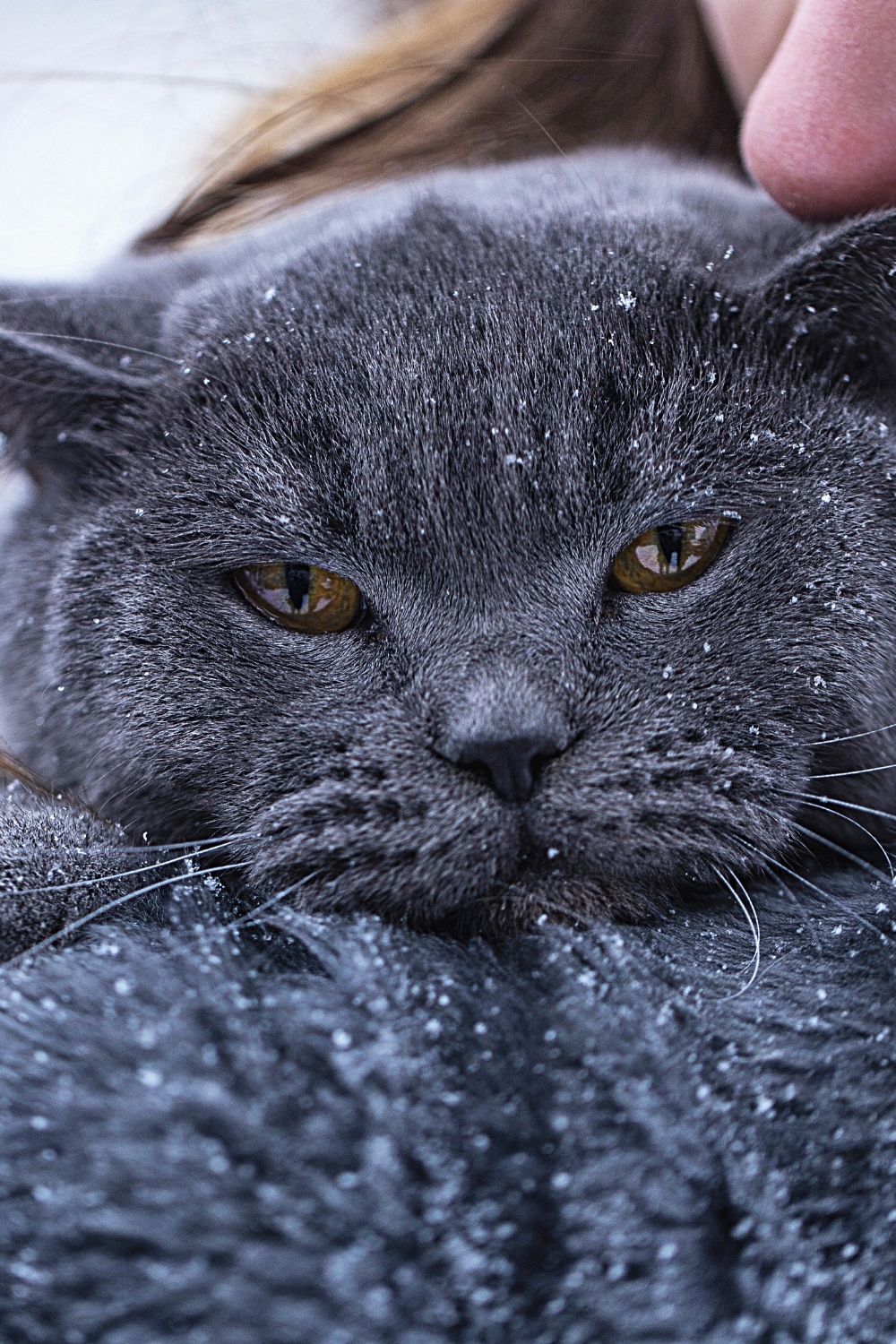 Cats with dark-colored coats handle cold temperatures better than their light-coated counterparts