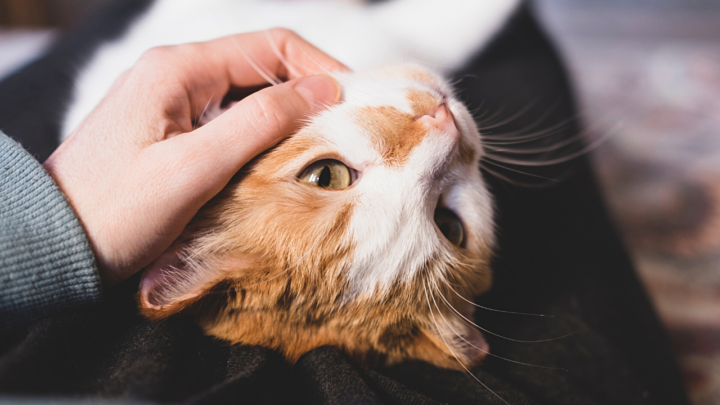 Do Cats Know When You Are Sad? A Great Explanation