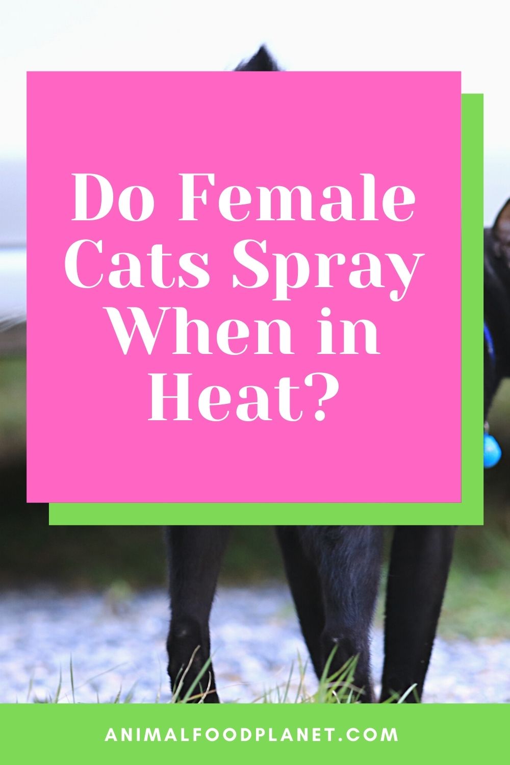 Do Female Cats Spray When in Heat