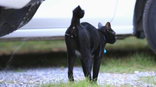 Do Female Cats Spray When in Heat