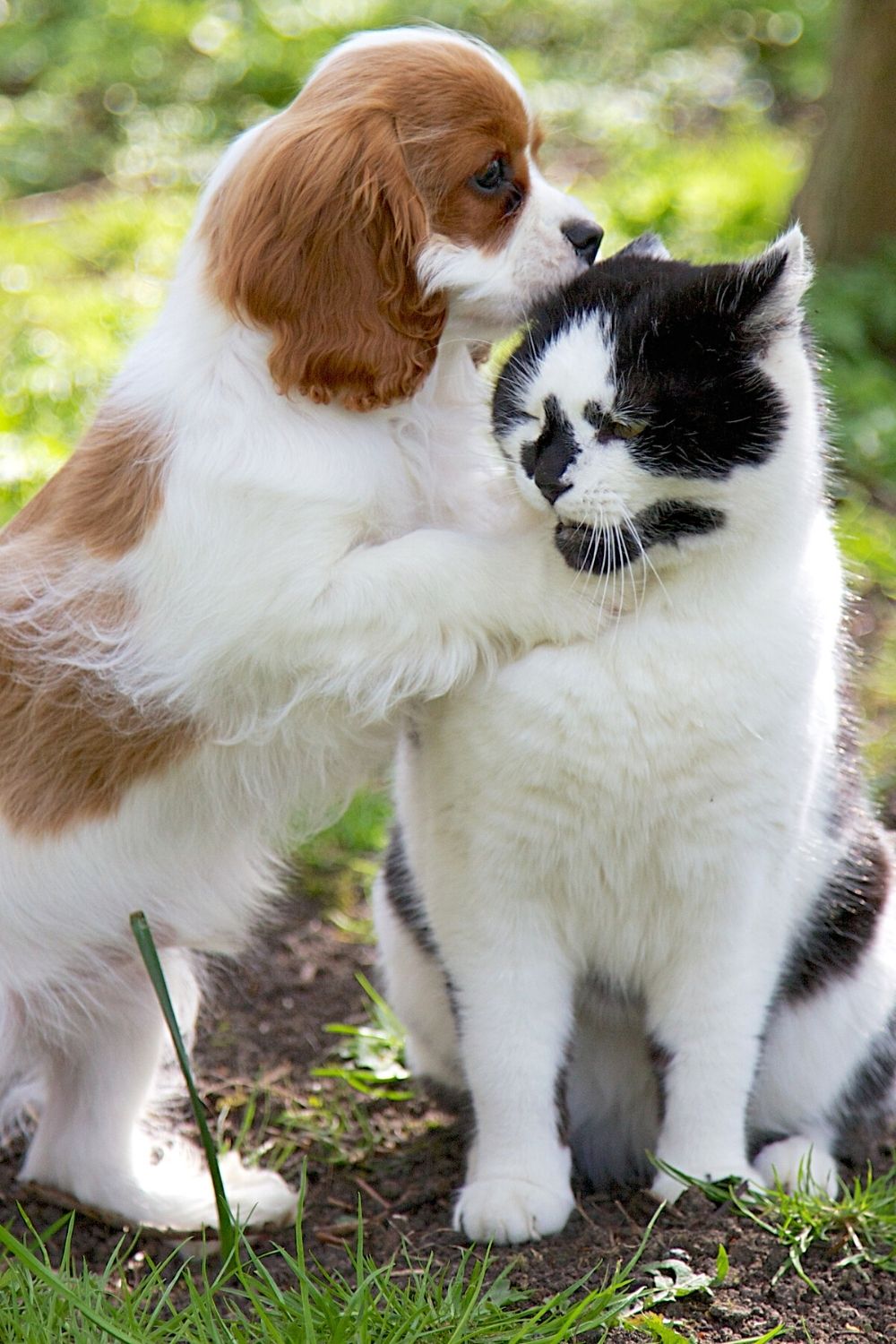 Dogs can sometimes forcefully (though unintentional) lick a cat's ear, which can cause ear canal damage