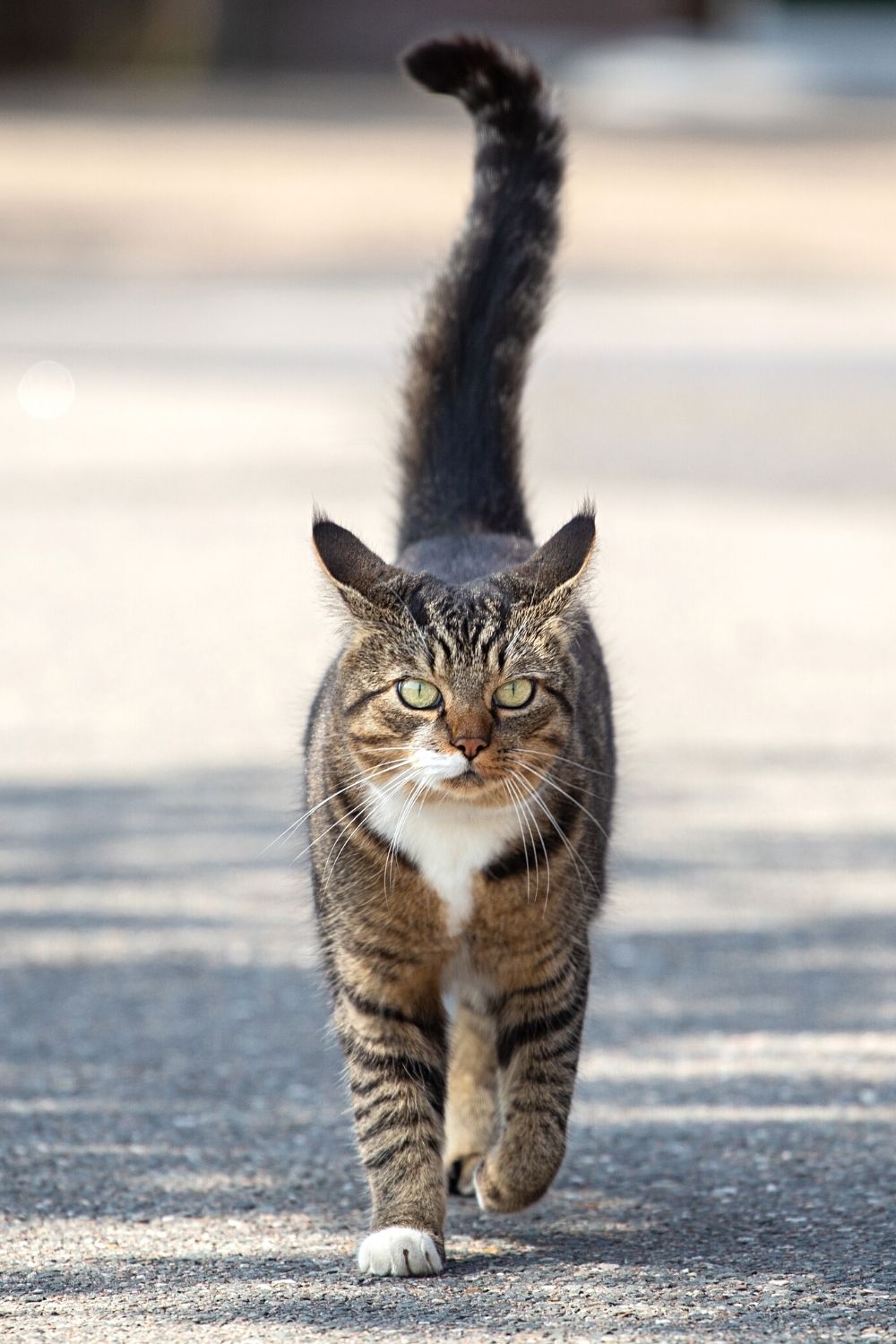 Domesticated cats are the only members of the feline family that can hold their tails upright