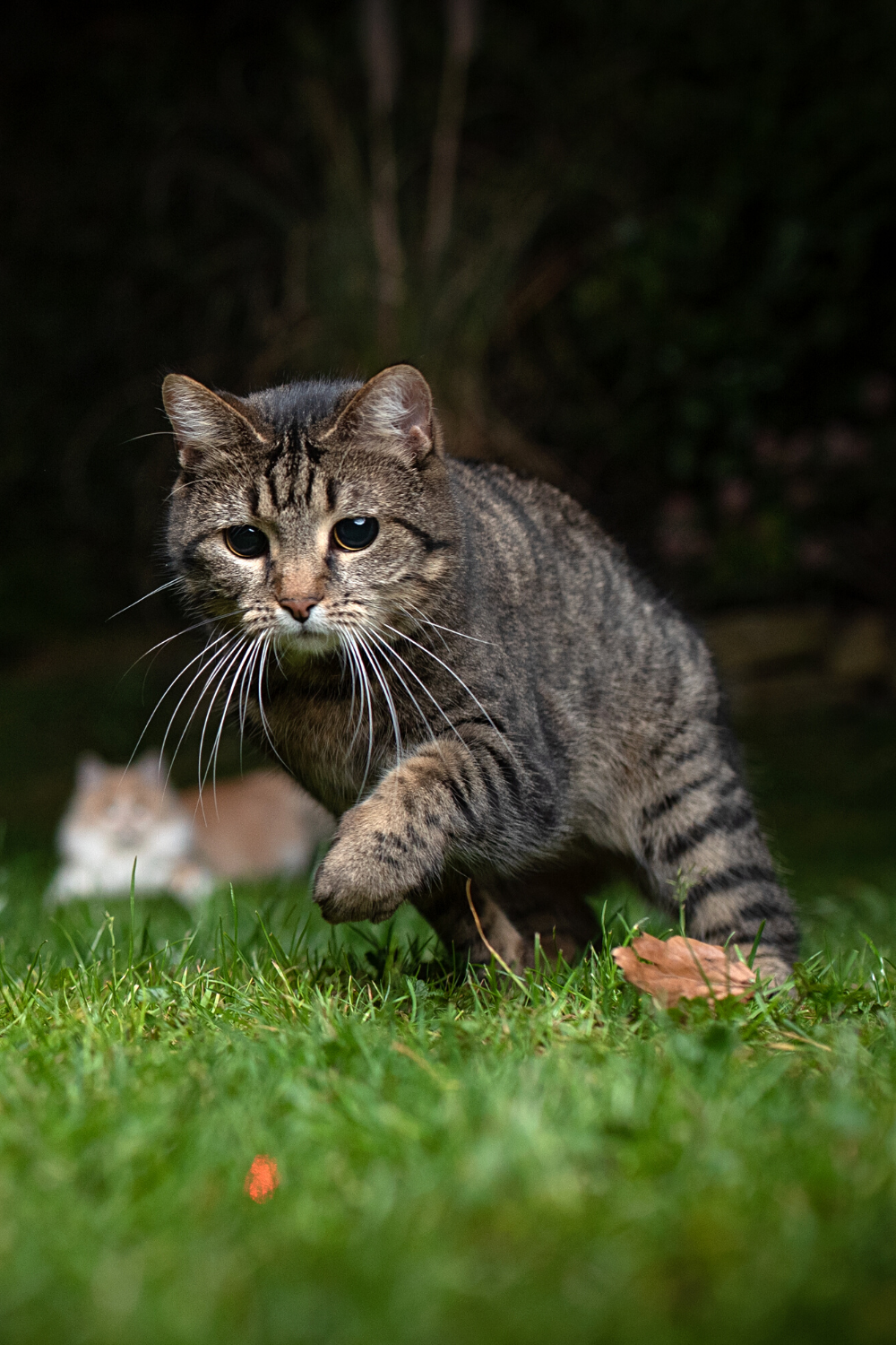 Even if cats are domesticated, they don't lose their natural instincts, which includes hunting for food