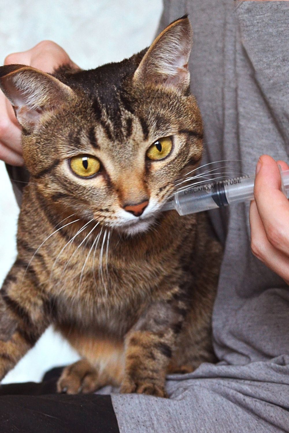 Feeding a dehydrated cat with a weak glucose solution can help it regain its energy
