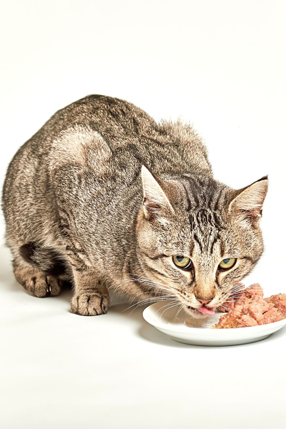Feeding wet food to a cat boosts its digestive tract when it goes for days without water