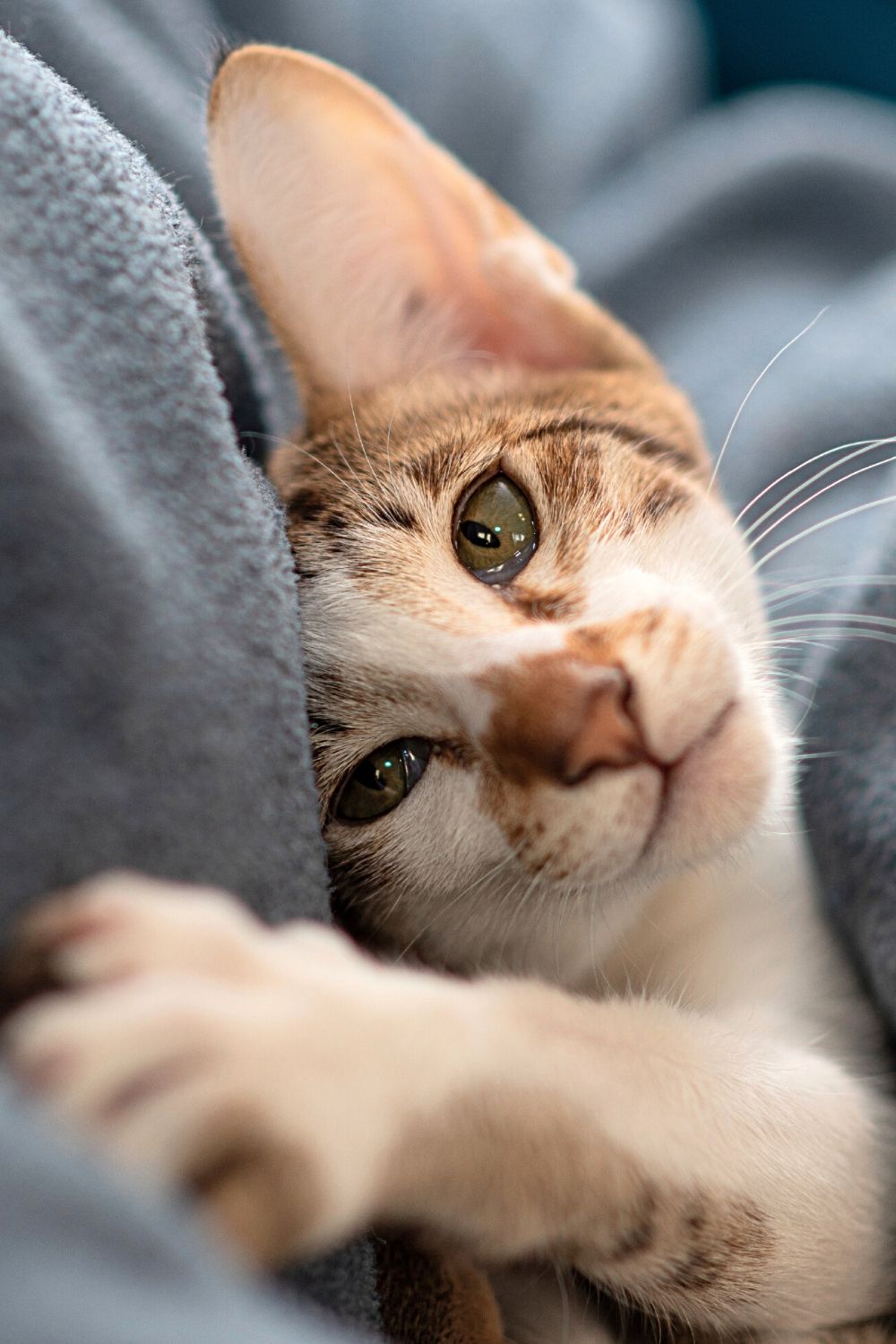 Female cats getting more affectionate is another sign that she's in heat