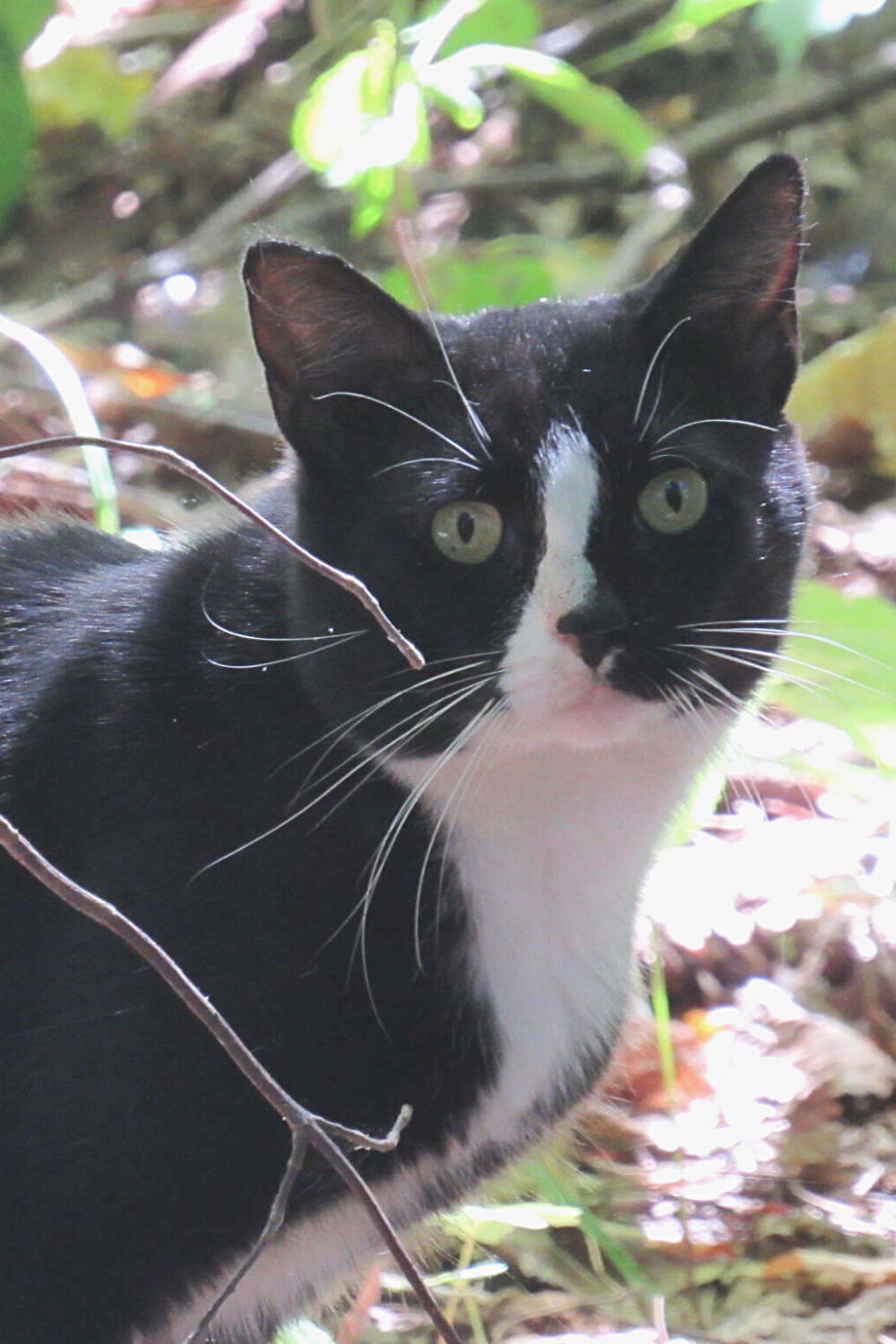 Feral cats are considered wildcats even if they look like housecats