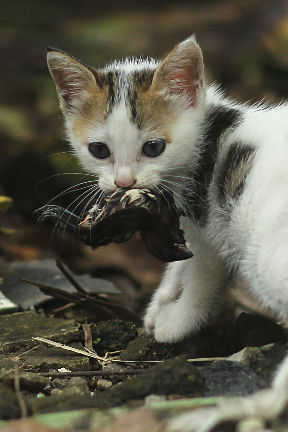 Feral cats eat mainly birds and small rodents like mice