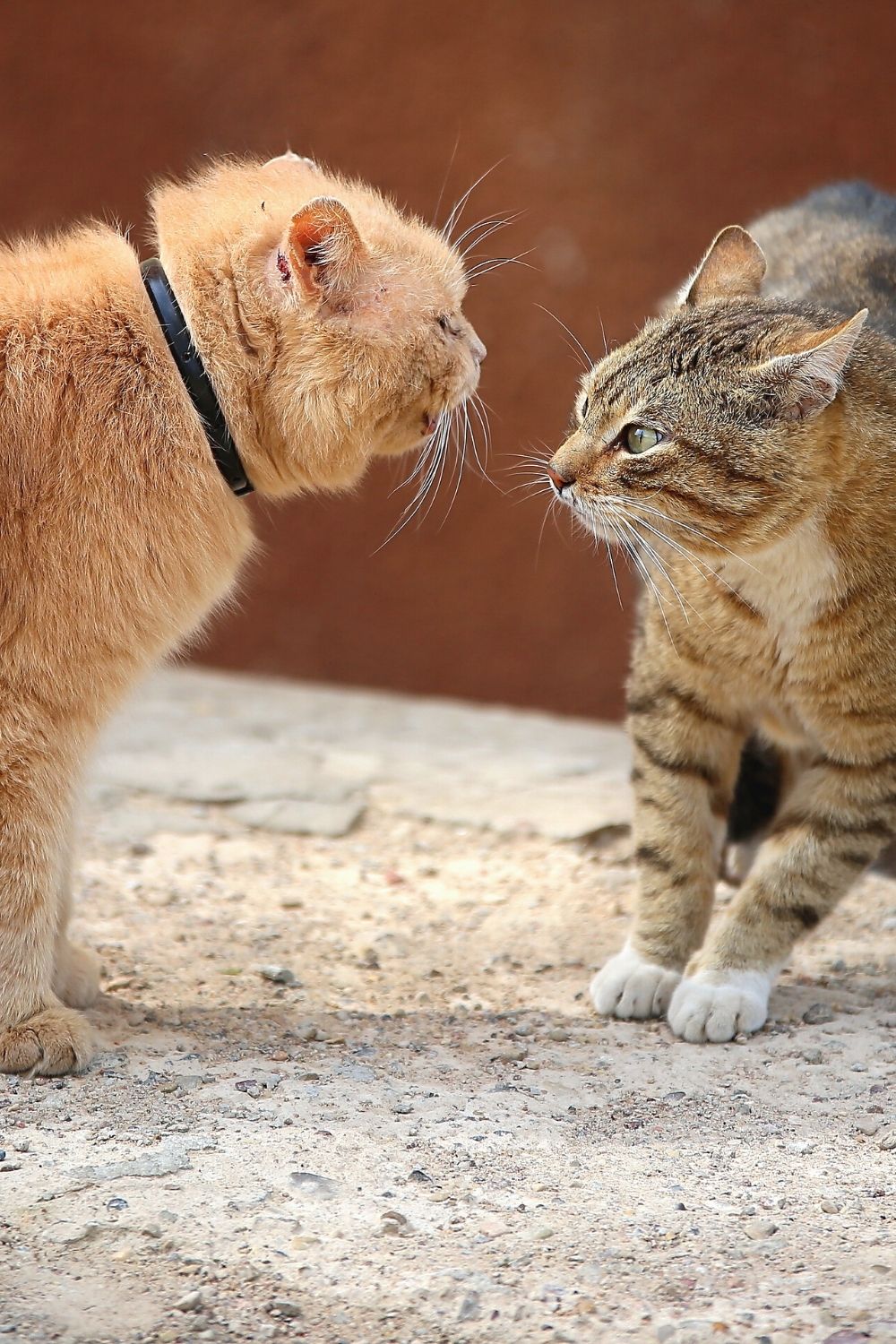 Hissing, growling, and puffing up fur are some of the warning signs when introducing cats