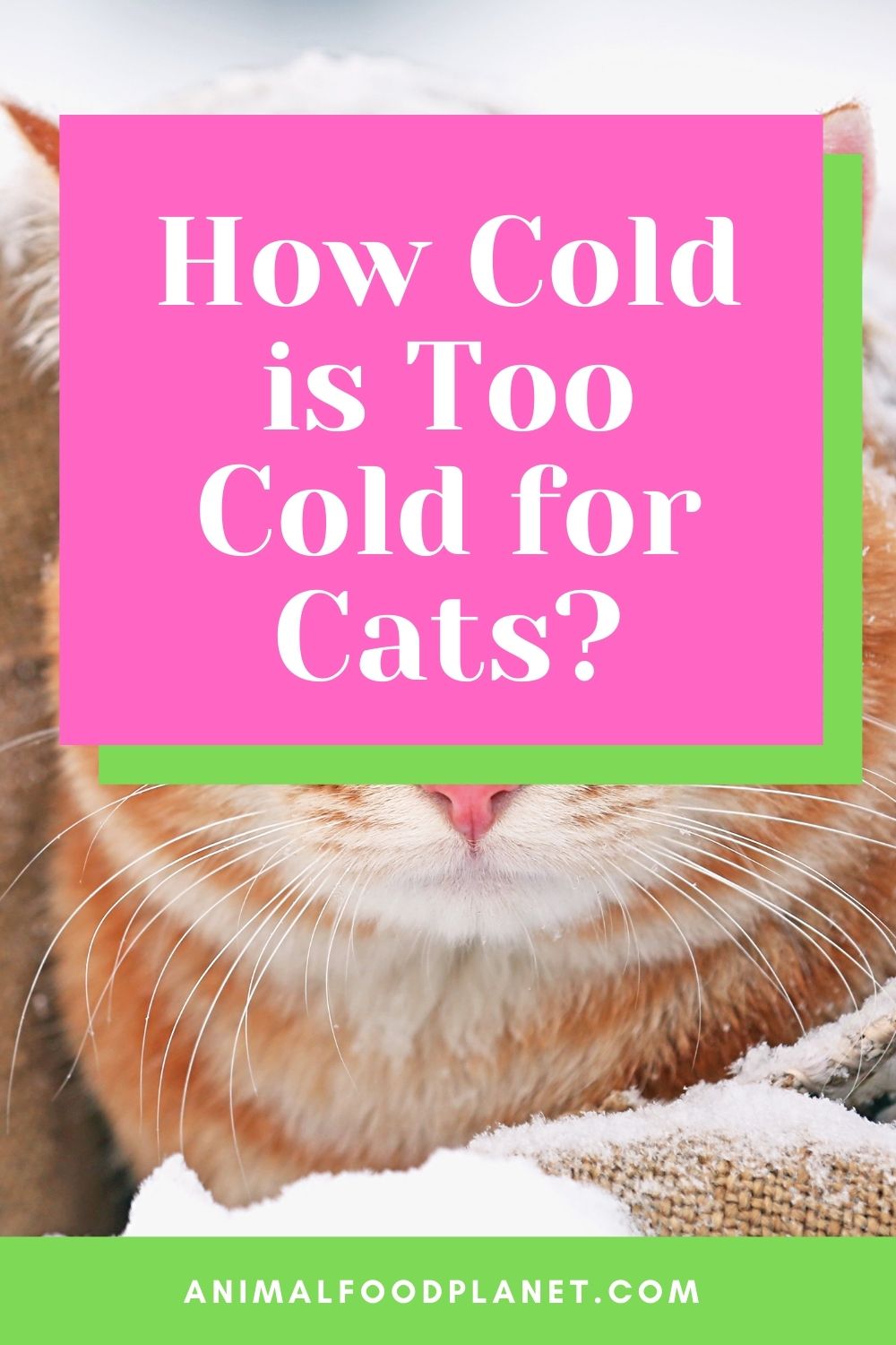 How Cold is Too Cold for Cats