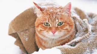 How Cold is Too Cold for Cats