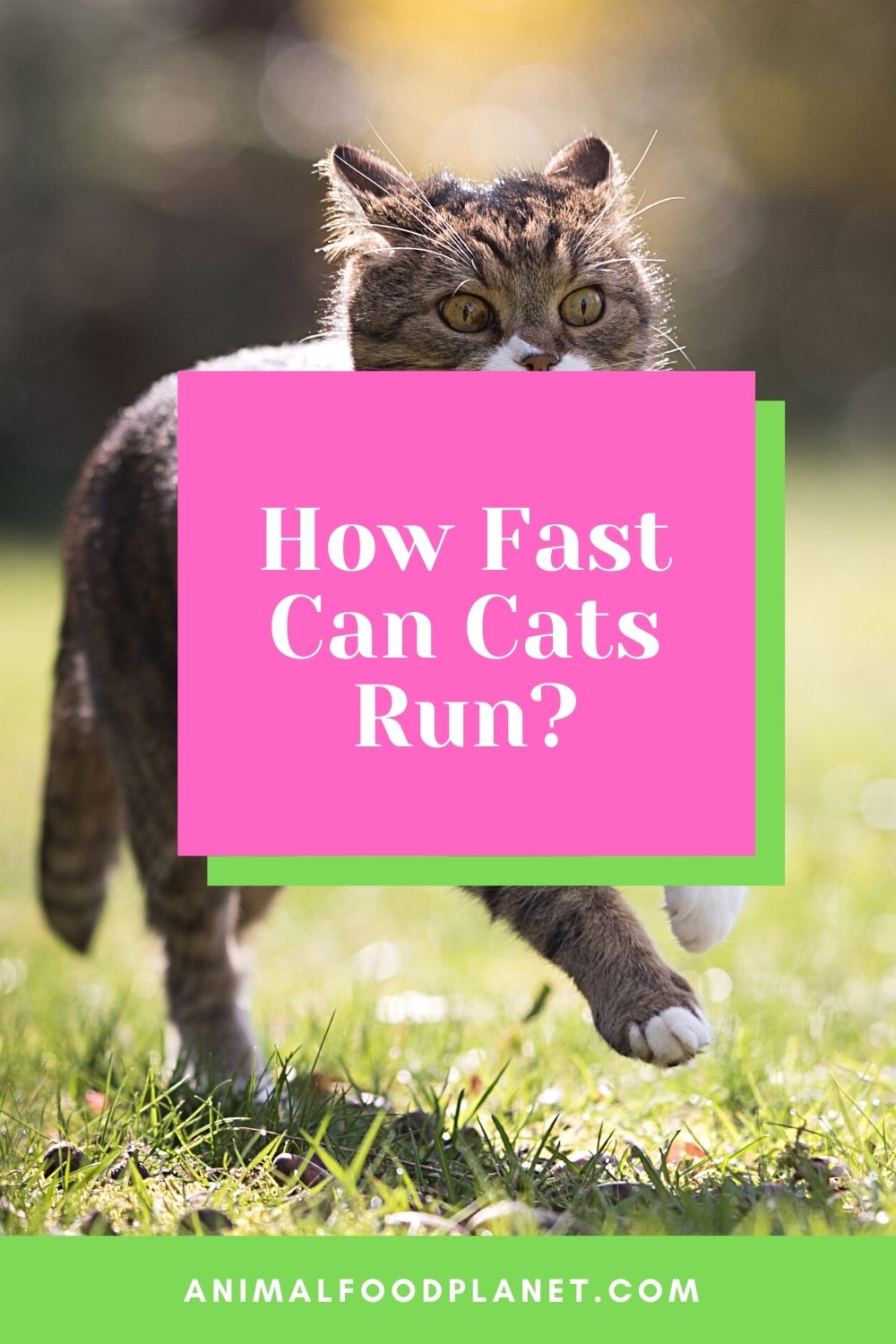 How Fast Can Cats Run