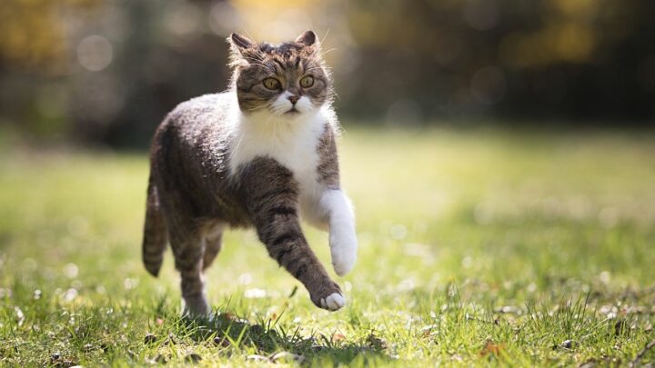 How Fast Can Cats Run? The Undeniable Truth!