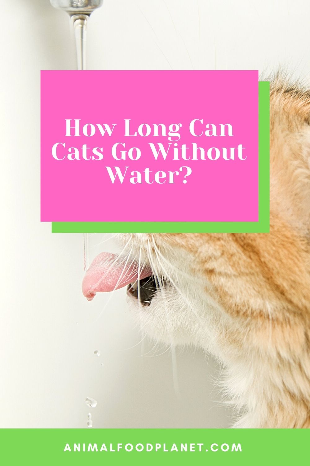 How Long Can Cats Go Without Water