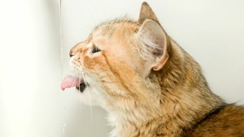 How Long Can Cats Go Without Water? Days or Weeks?