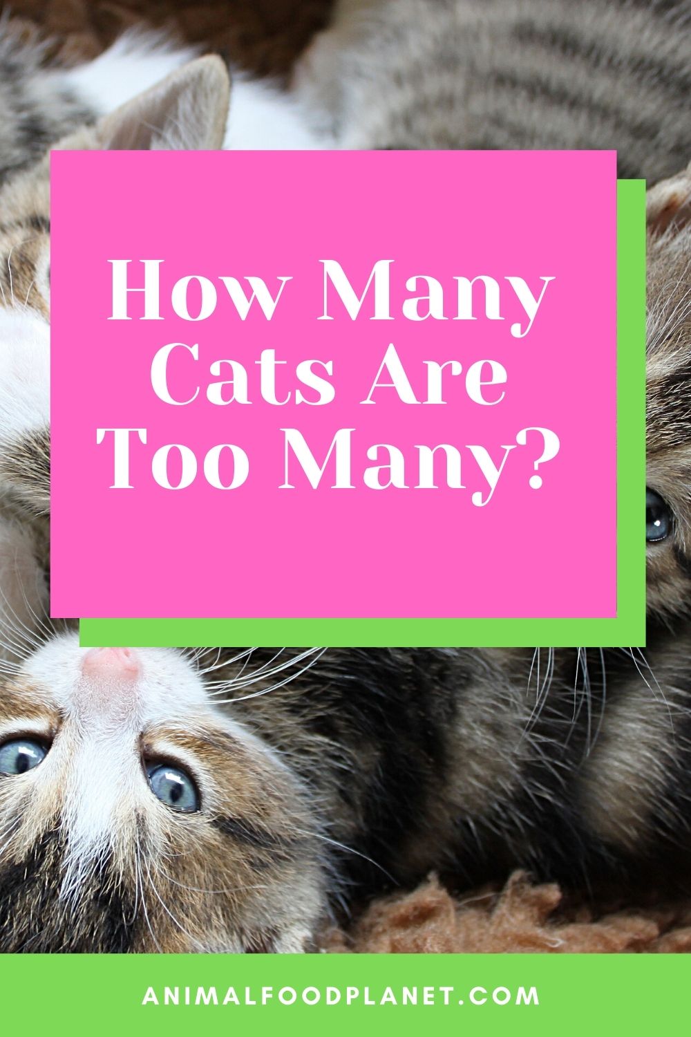 How Many Cats Are Too Many