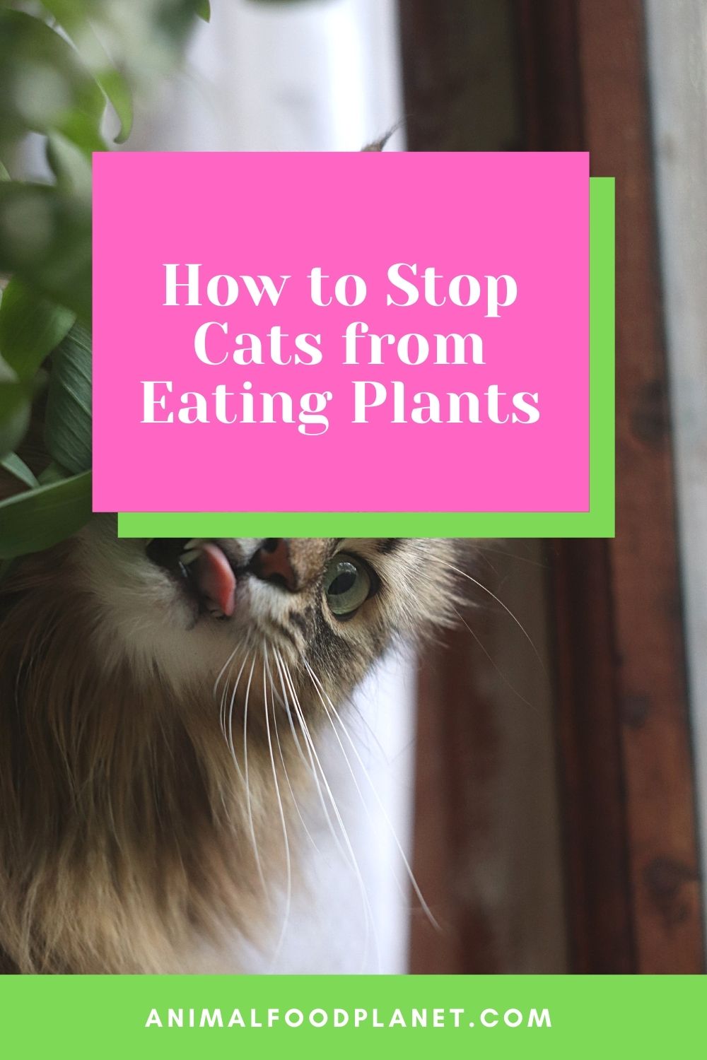 How to Stop Cats From Eating Your Plants