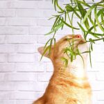 How to Stop Cats from Eating Plants