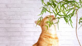How to Stop Cats from Eating Plants