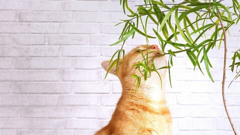 4 Effective Methods How to Stop Cats from Eating Plants