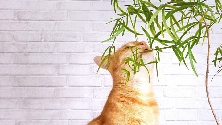 4 Effective Methods How to Stop Cats from Eating Plants