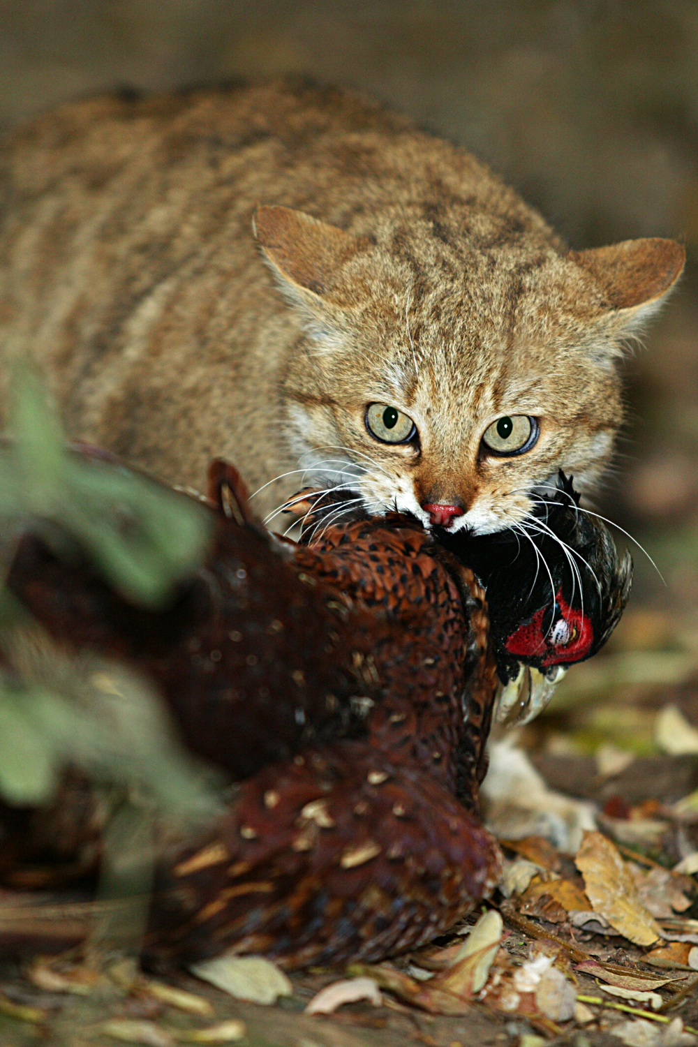 Larger wildcats eat larger, more filling, prey like bats, wild rabbits, and occasionally includes birds