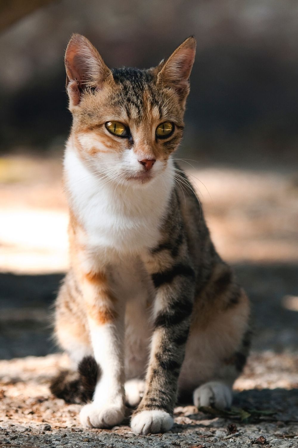 Lost and stray cats have lower lifespans compared to domesticated cats