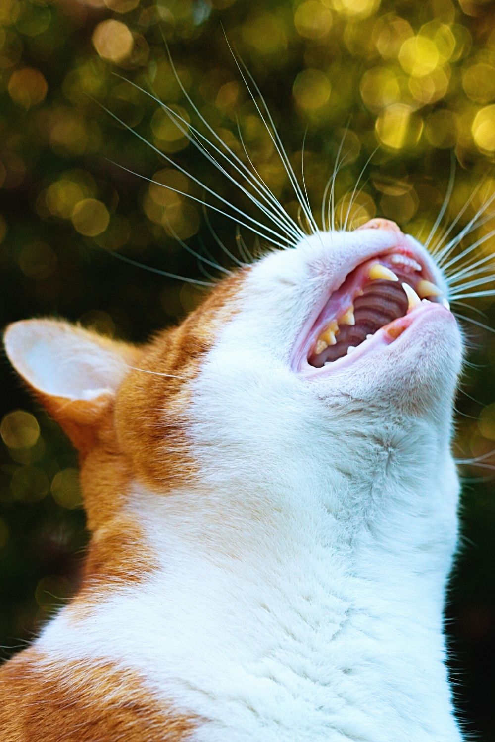 Loud yowling is one of the signs that your female cat is in heat