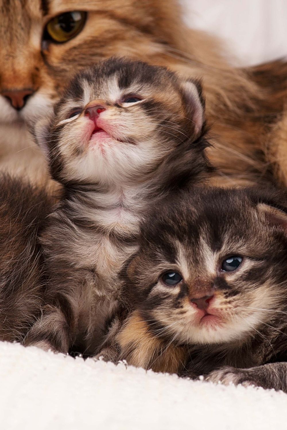 Most municipalities exempt kittens in counting the number of cats per household