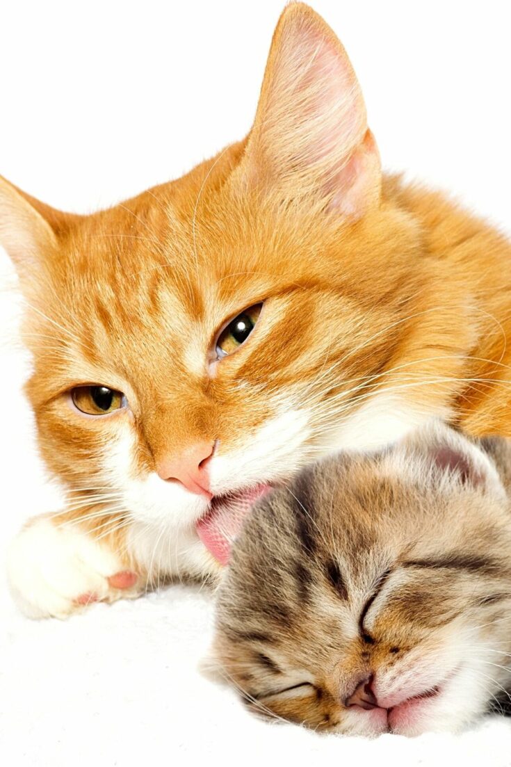 Why Do Cats Lick Each Other? 4 Incredible Reasons!