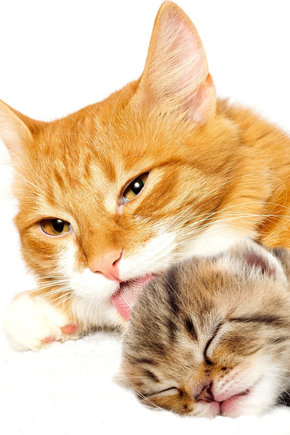 Mother cats lick their kittens to clean and bond with them