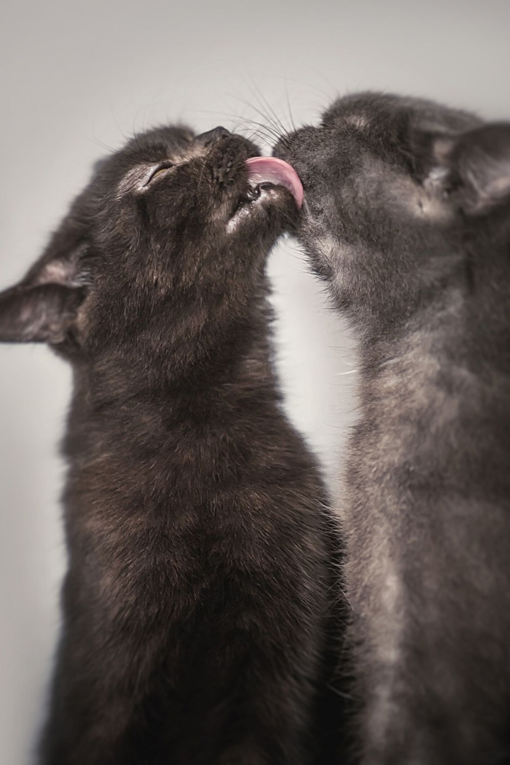 One reason cats lick each other because they're helping each other clean themselves