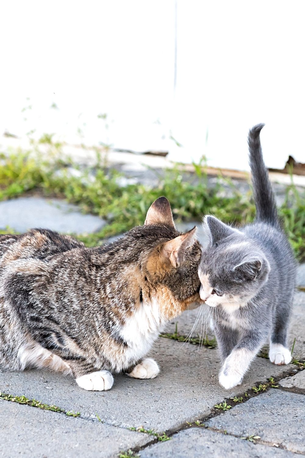 Pheromones found on the forehead of cats help in bonding of the mothers to their newborns