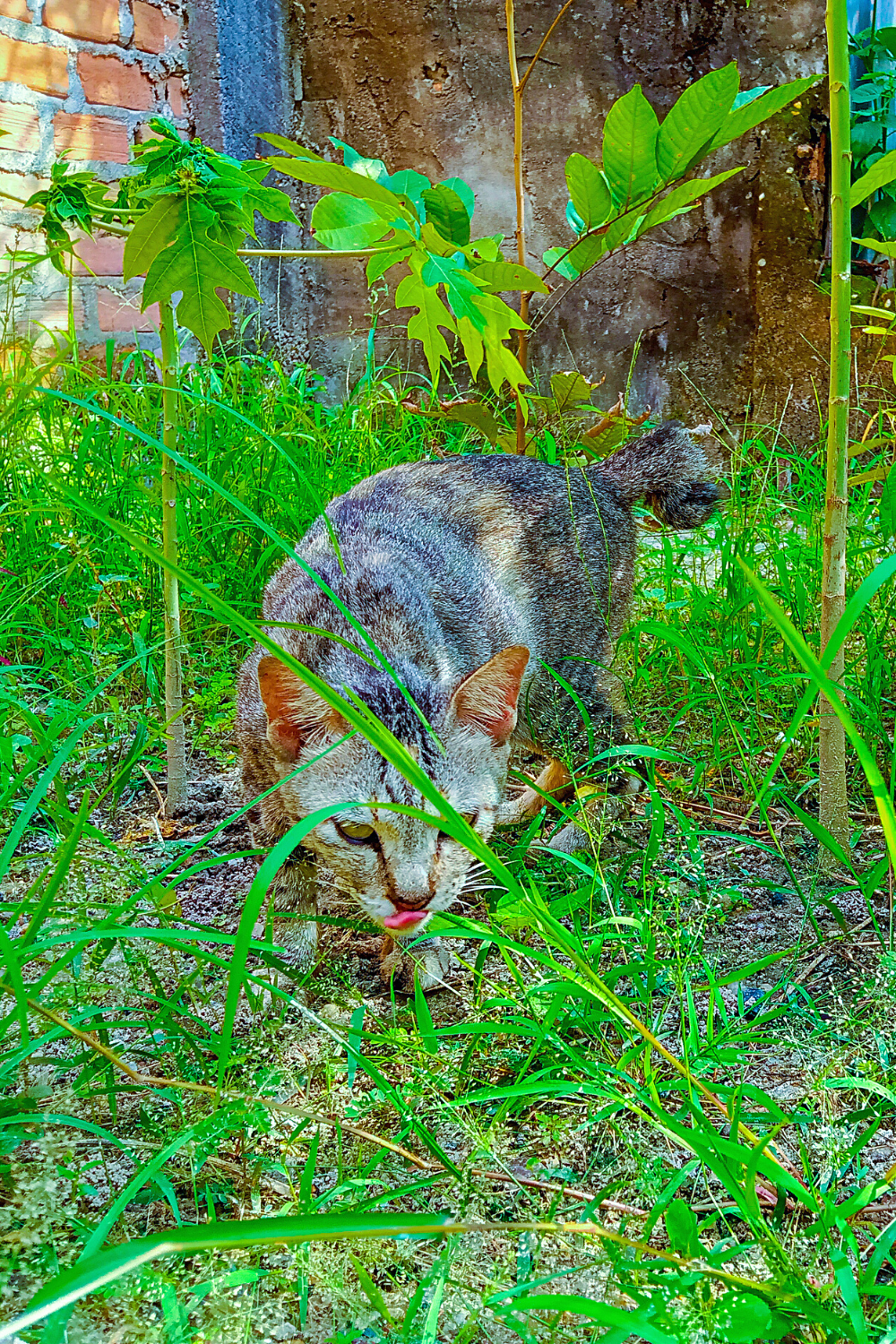 Previously domesticated cats who have become feral hunt small prey in the yard
