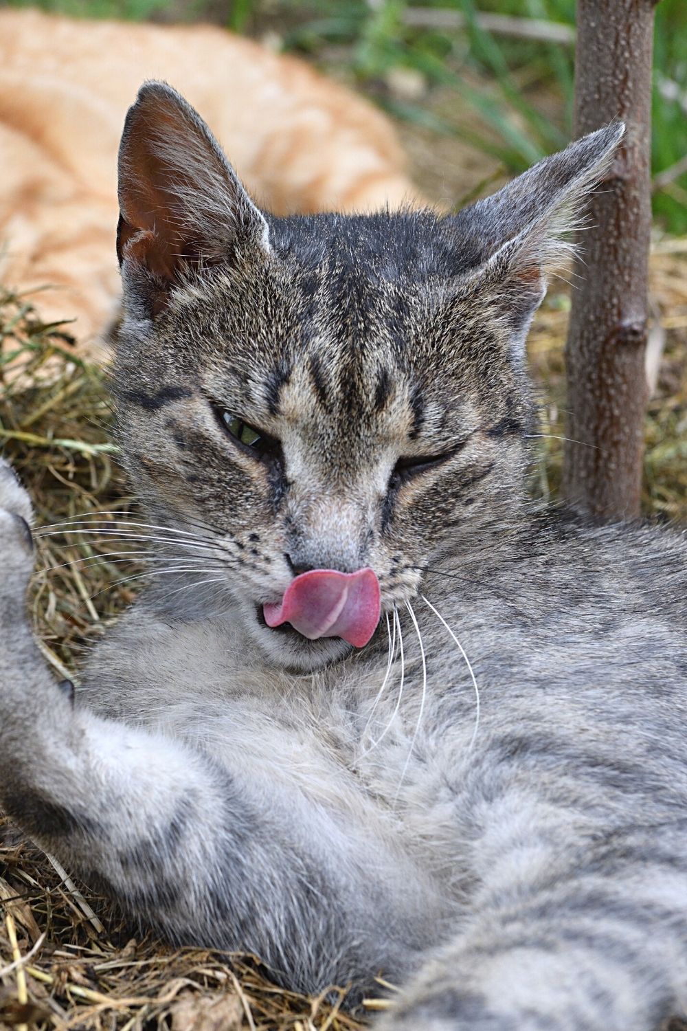 Rolling in the dirt can also help cats get their much-needed dose of good bacteria