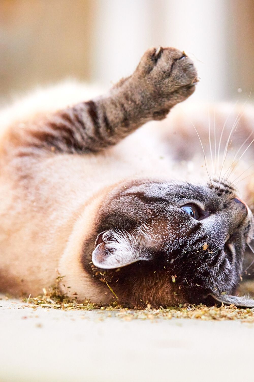Rolling in the dirt is a surprising effect of catnip on felines
