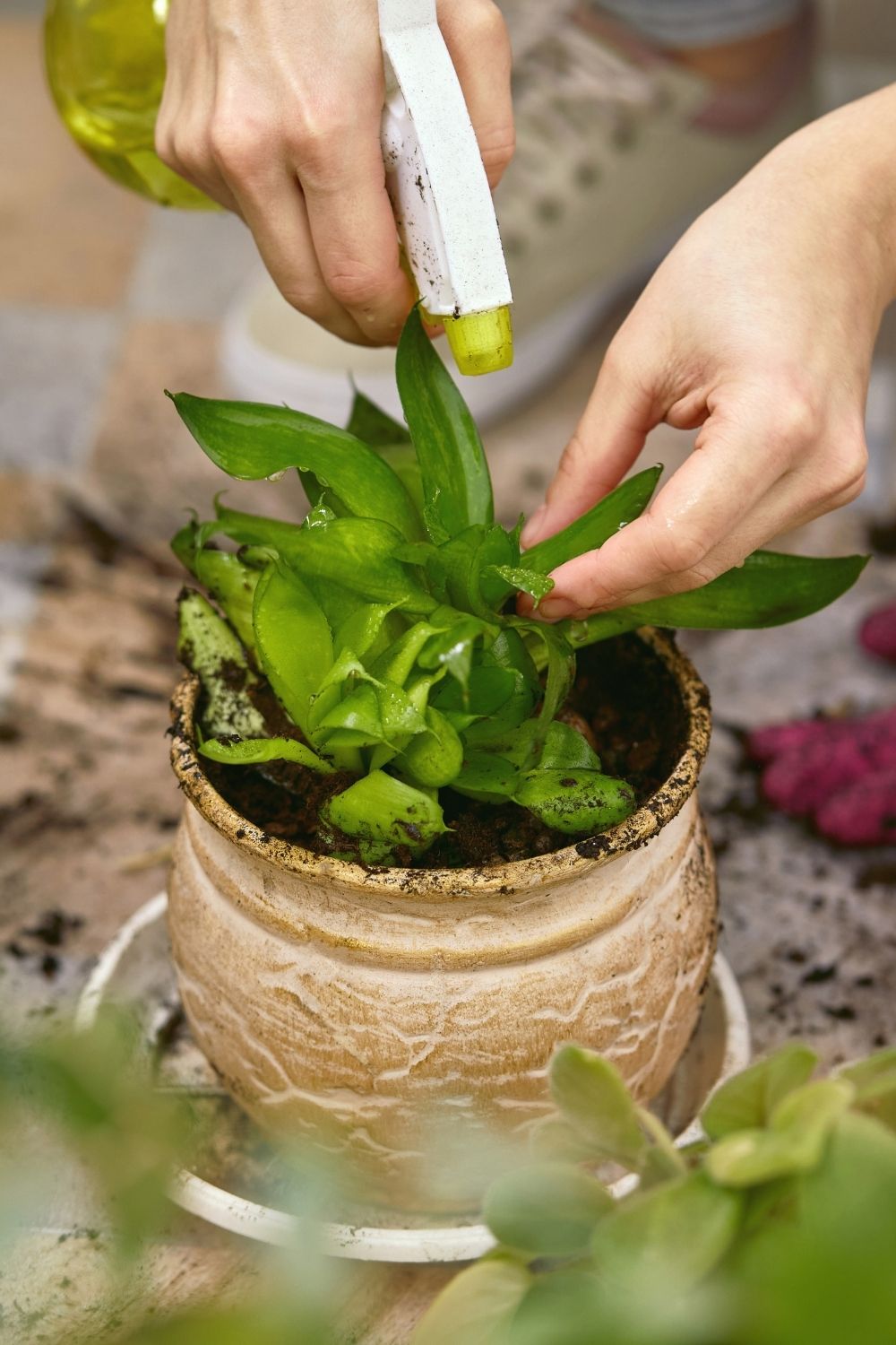 Spraying a vinegar-water solution on your plants is another way to stop cats from eating them