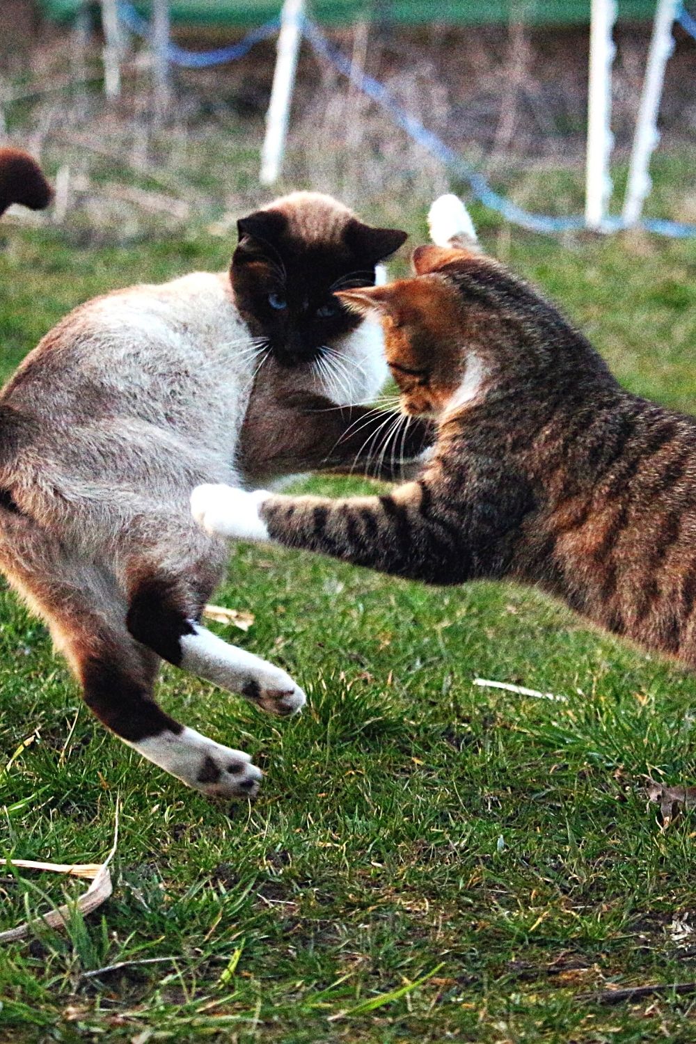 Territorial fights can break out between cats even if they spray to mark their turf