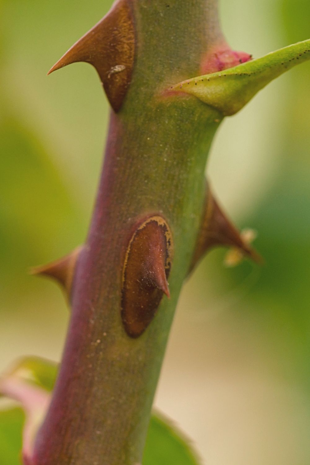 The thorns in the rose's stem helps in stopping cats from eating them