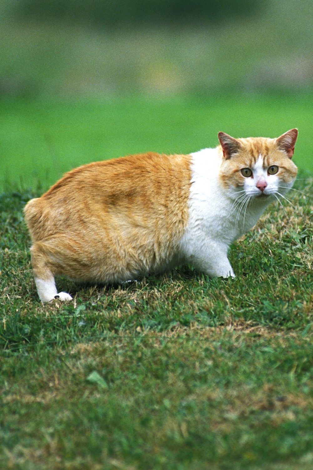Though cats can survive without tails (like the Manx cat), the offspring of 2 tailless cats won't survive